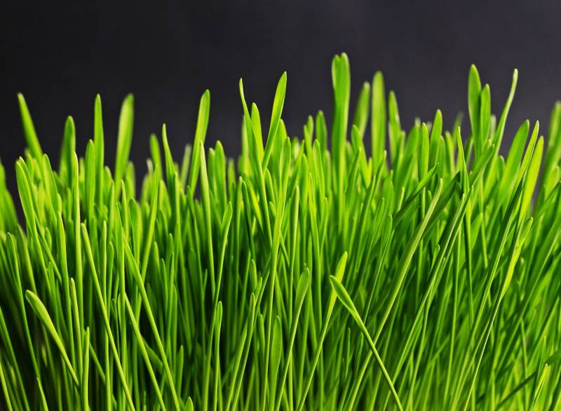 Gazon synthétique ou naturel ?